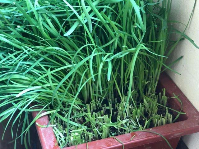 阳台上种花种菜非常实用，阳台、泡沫箱、花盆最适合种植这些蔬菜