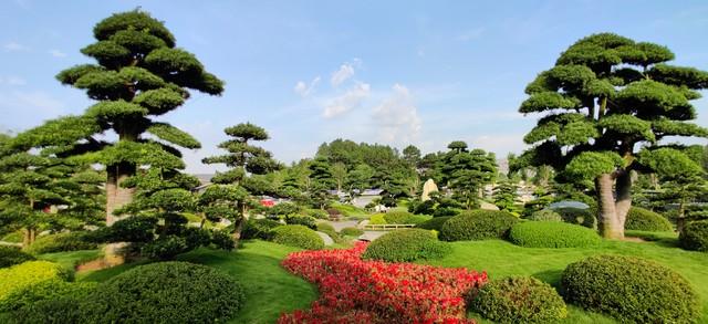 2米高罗汉松价格多少，2米高罗汉松价目表