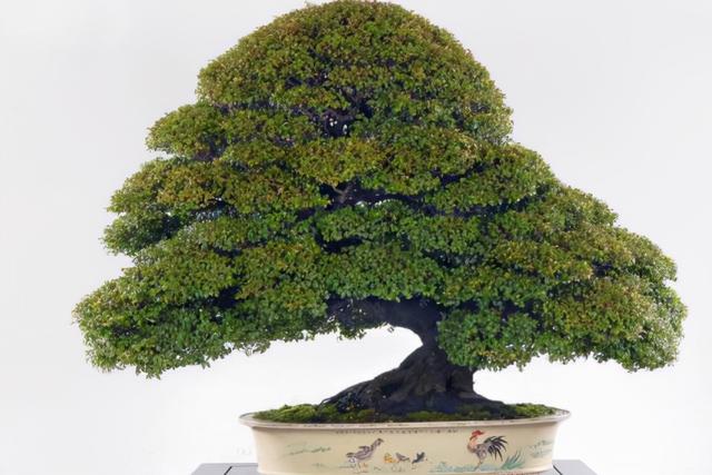 小叶紫檀盆景图片，小叶紫檀盆景养护技巧（盆景首选小叶紫檀）