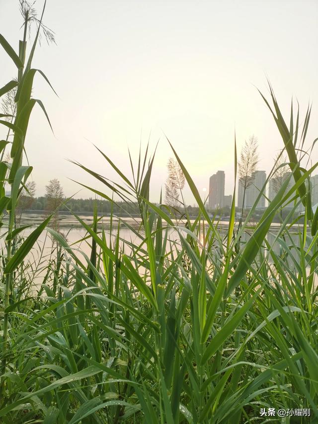 春天芦苇花的样子，秋天的芦苇花