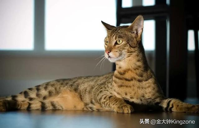 世界上最可爱的猫，世界上最可爱的几十种猫咪（猫味最重的五种猫咪）