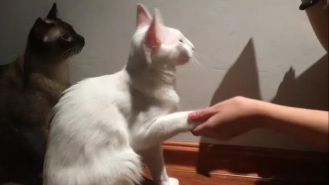 猫咪有这5个举动，猫咪这几种行为竟是在