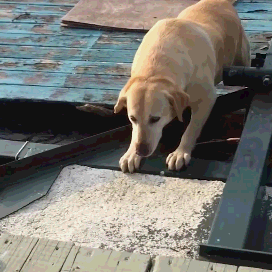 拉布拉多犬的优缺点，拉布拉多好养吗优缺点有哪些（拉布拉多犬的缺点总结）