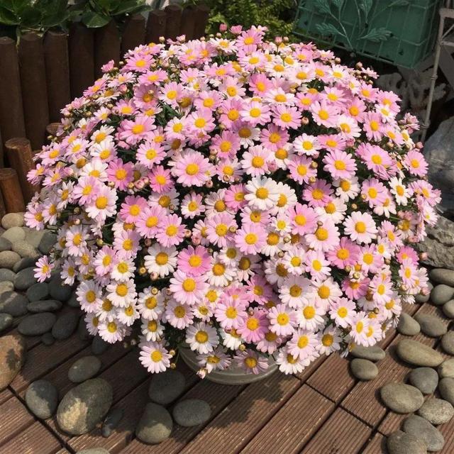 什么花好看又好养，开花好看又好养的花卉（种一盆好看又好养）