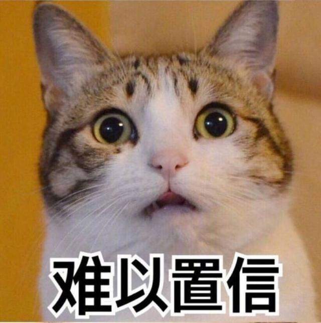一般的猫咪寿命多少年，虽然猫会先于主人而去