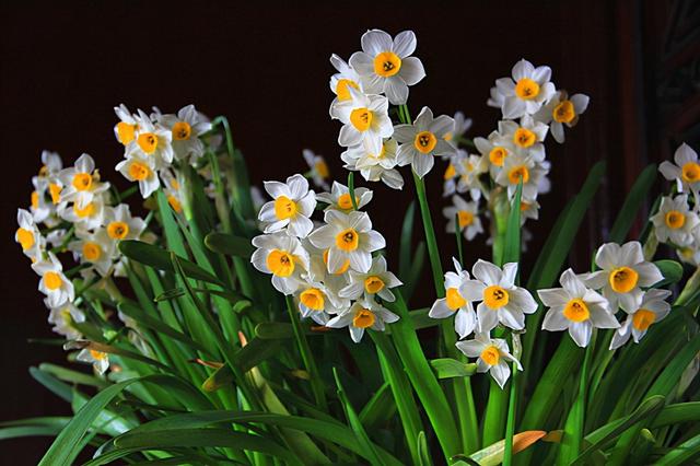 春节花卉品种大全大图，春节遇花期，五彩斑斓过新年