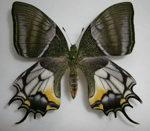 世界八大名贵蝴蝶，世界十大名贵蝴蝶