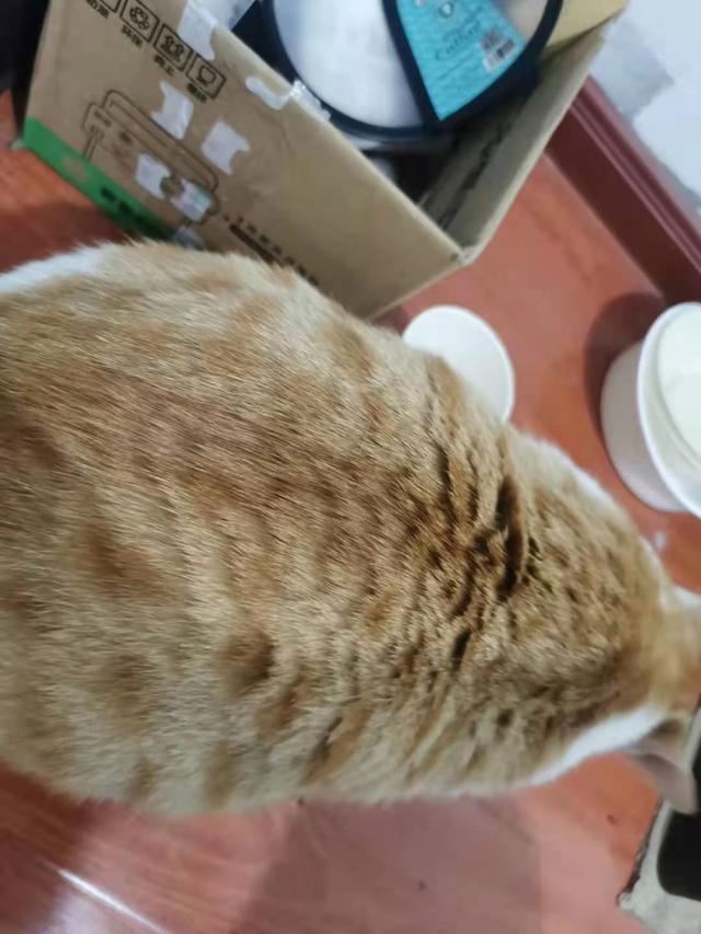 金素肥胖(金素油脂高吗)