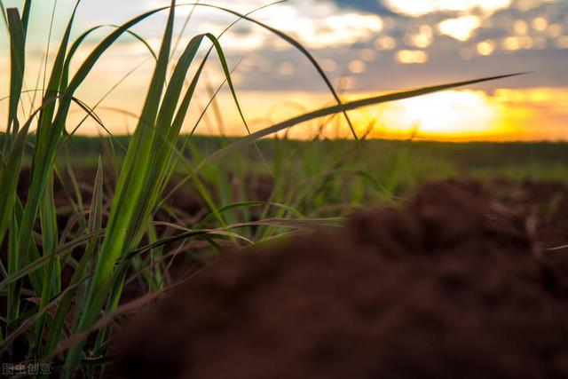 甘蔗介绍及种植方法，甘蔗介绍及种植