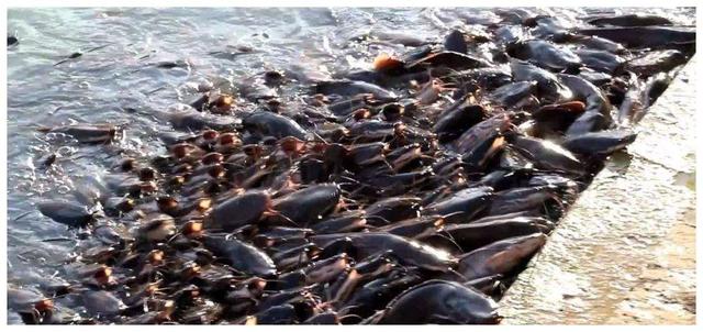 印度鲶鱼泥土里也能活，印度恒河的怒吼