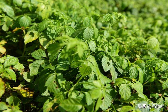 狐臭丝茵(狐臭杀菌用什么药好)