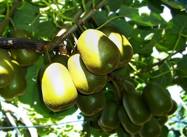 云南产什么水果，云南水果种类及名称