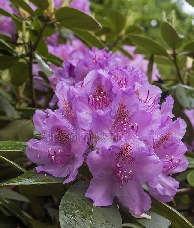 花开有期只为在最美时光里遇见你，一花一深情花如人生