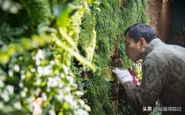 水哥王昱珩最强大脑合集无解说，水哥王昱珩两月考入清华