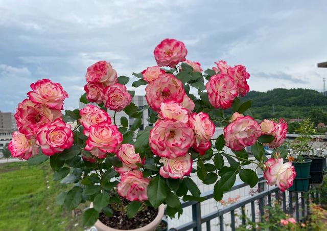 摩纳哥王妃月季叶片特征，喜欢月季花就养
