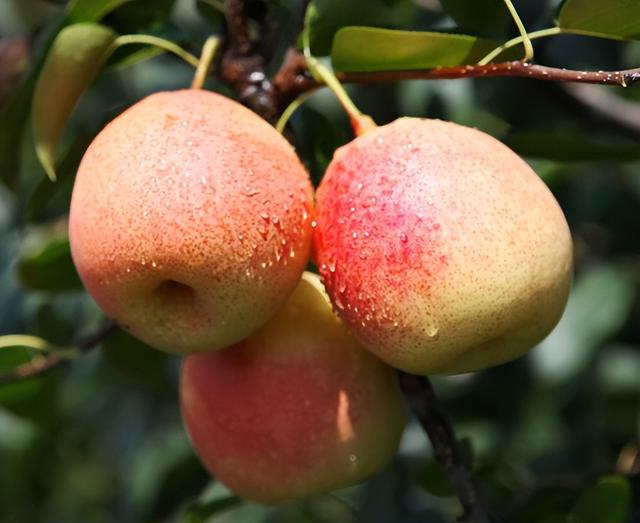 云南产什么水果，云南水果种类及名称