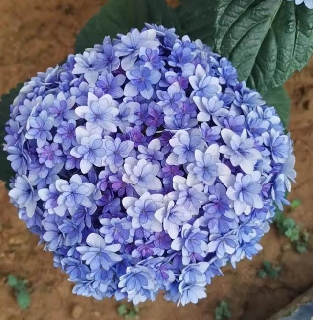 格桑花是什么意思，格桑花是什么意思代表什么（明明那么眼熟的路边花）