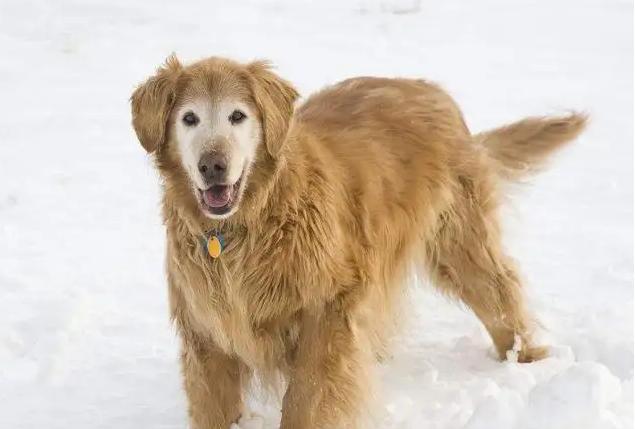 金毛犬的习性和可爱之处，位居最受欢迎狗狗前列