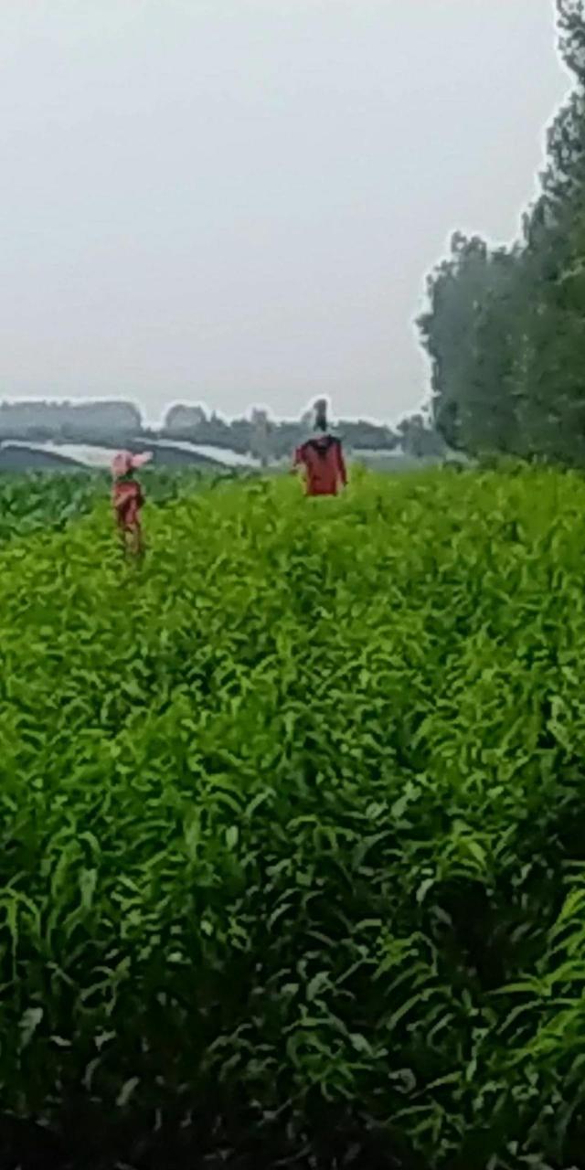 童话故事稻草人完整版，<儿童睡前童话故事>