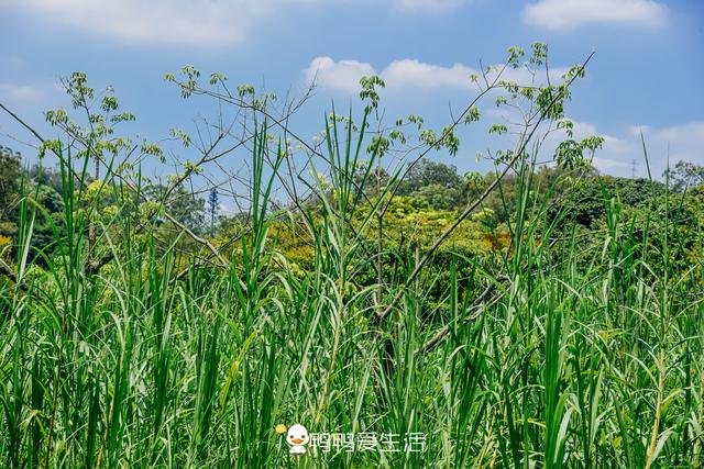 广州南沙湿地公园，南沙最大的湿地公园（广州南沙旅行攻略）