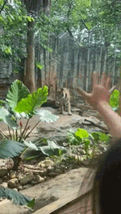 南宁市动物园浣熊介绍，带你去南宁动物园看