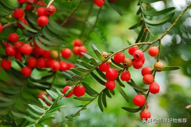 旺财发财树，八种植物招财又旺宅