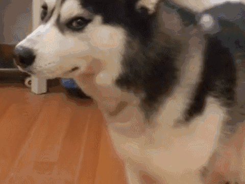 什么狗狗最听话最温顺，这5种狗狗不仅性格温顺