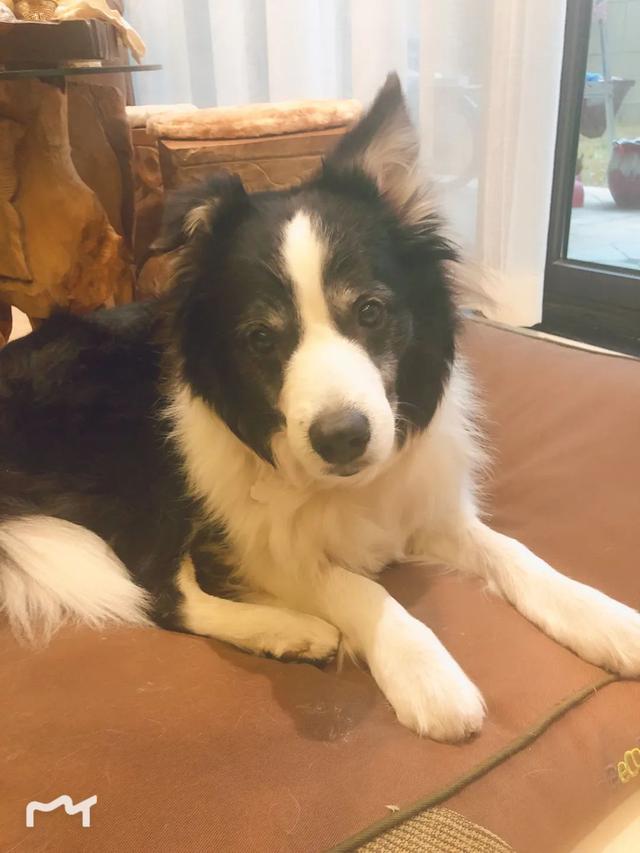 边牧和串串的狗哪个好养，毛毛宠城堡新宠