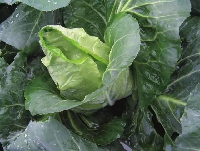 露台种菜小技巧，啥都不缺的城里就缺一块菜地