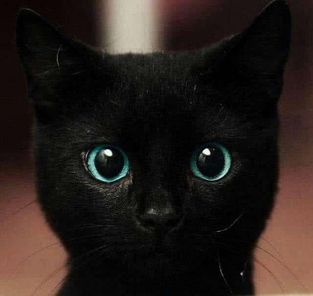 黑猫真的有九条命吗为什么，寓意着吉祥的黑猫