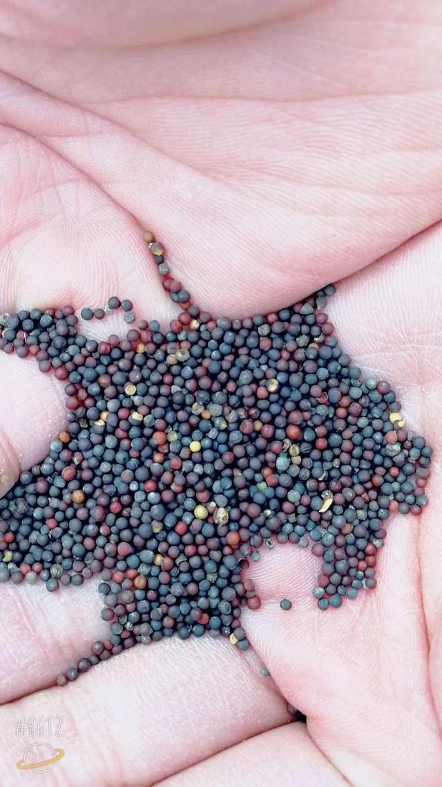 乌塌菜怎样过冬，冬季种菜天生不怕冷