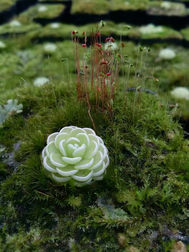 奇花异草160种，25种奇花异草第1集