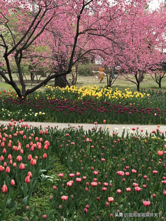 北京郁金香花海在哪个地方，京城踏青春花烂漫