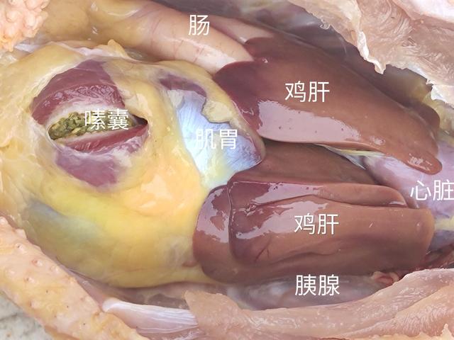 煮鸡肉最佳配料，食材百科-鸡肉
