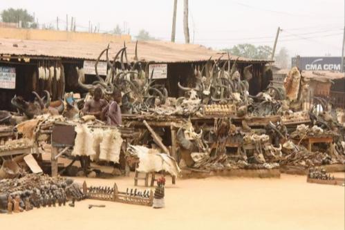 人类白化病的直接原因，非洲的白化病人