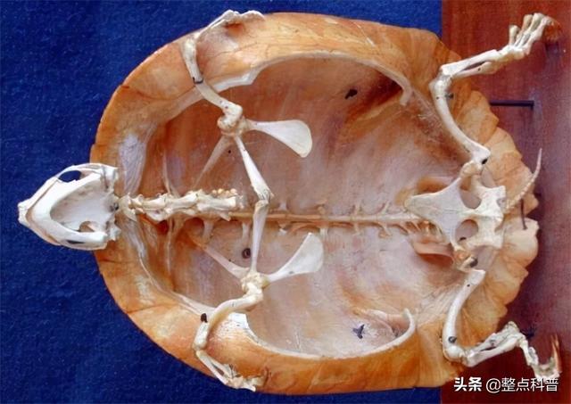 如何让水箭龟超进化，水箭龟各个世代的配招