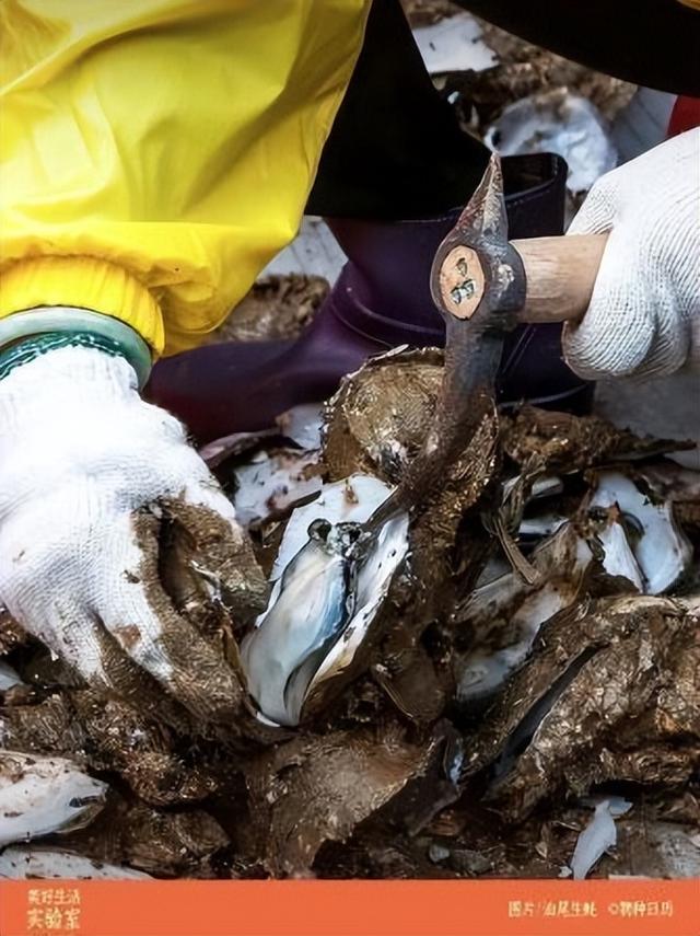 福建珍珠蚝跟鲜活生蚝的区别，舌尖福建漳州