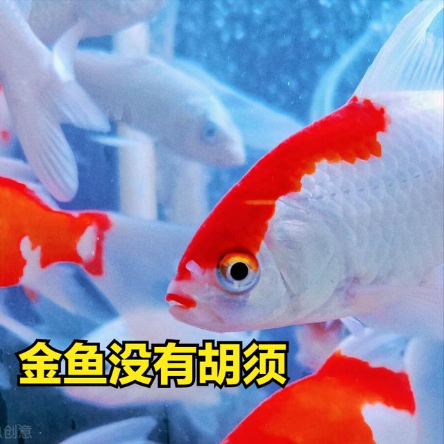 锦鲤和金鱼的区别，怎么区分锦鲤和金鱼