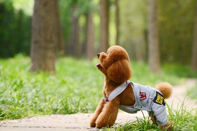 狗狗最有灵性的表现，狗狗聪明有灵性的表现（狗狗越是聪明）