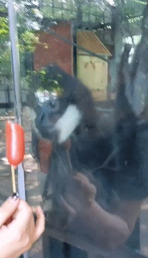 南宁市动物园浣熊介绍，带你去南宁动物园看