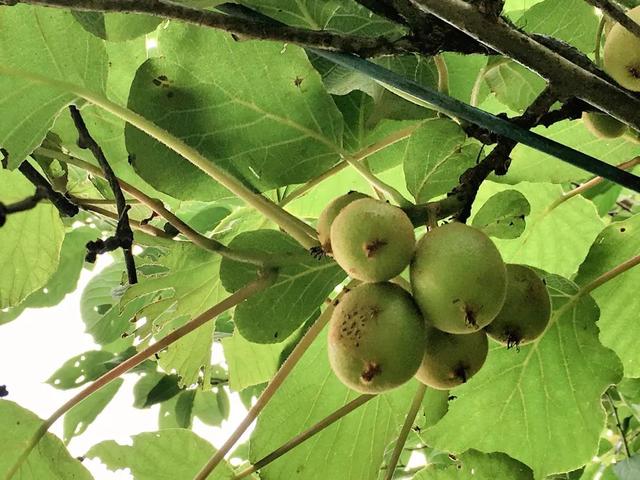 脆香枣子，别样软枣子