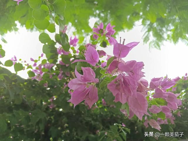 三角梅的含义与花语，最美三角梅广东叫