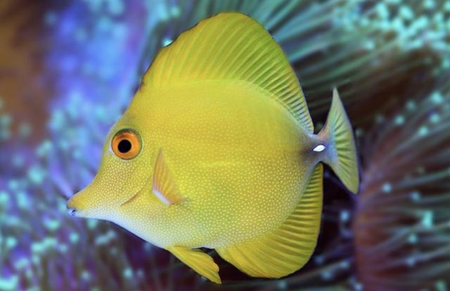 海缸新手教程，海缸入门介绍