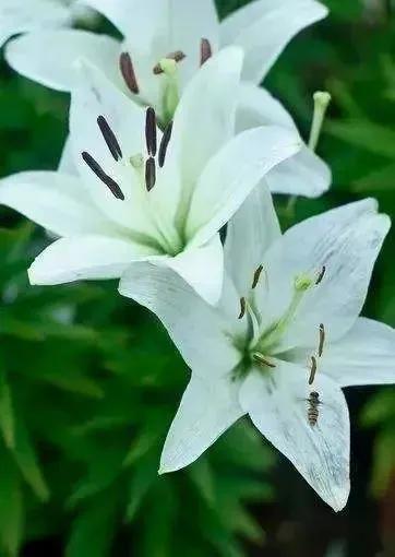 各种最好看的鲜花，分享40多种美丽的鲜花