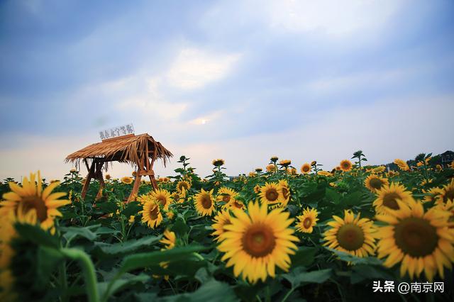 南京周边一日游，南京周边踏青一日游景点推荐（南京秋游好去处）