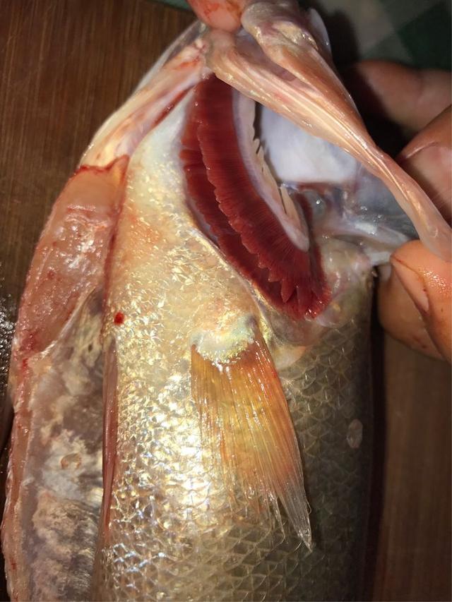 鱼的内脏解剖图，龙鱼内脏解剖图解（通体熟透、内脏掏空）