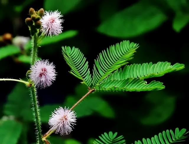 神奇的植物有哪些，世界上八大神奇植物（这些神奇植物你见过吗）