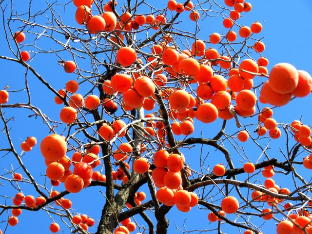 二十种风水树排名，5种富贵树