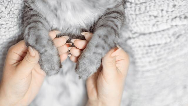 猫界最通人性的6种猫，最“通人性”的几种猫