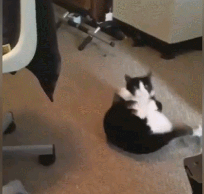 种猫，新手建议养的四种猫